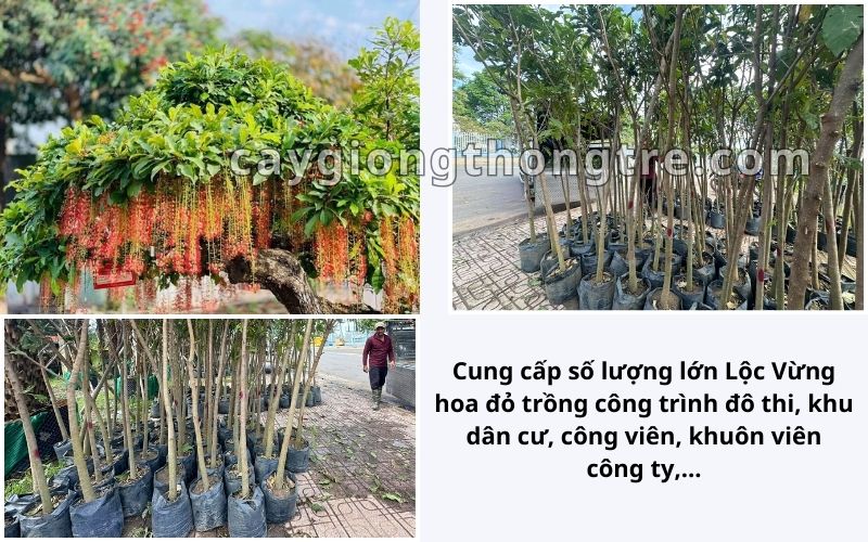 Cây Giống Thông Tre để có những cây Lộc Vừng ứng ý nhé, 0938.364.007 (A. Thông) hoặc 0909.364.007 (C. Oanh) để được tư vấn, hỗ trợ chu đáo.