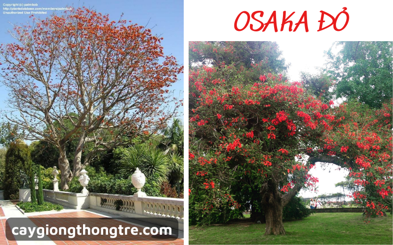 Cách trồng và chăm sóc cây Osaka hoa đỏ (hoàng hậu đỏ)