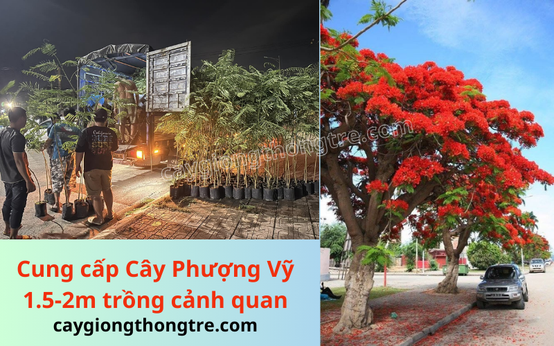 mua bán cây hoa phượng vỹ 1.5-2m