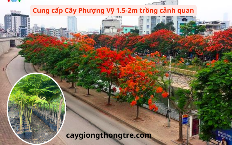 mua bán cây hoa phượng vỹ 1.5-2m