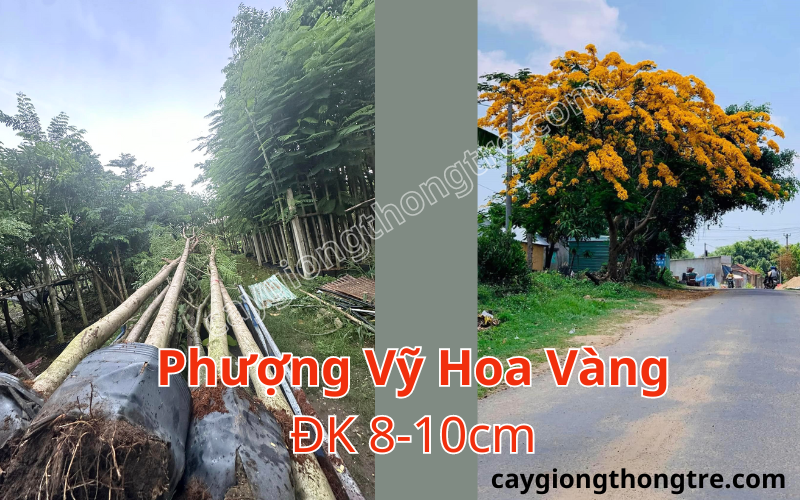 Mua bán cây phượng vỹ hoa vàng, cây phượng vàng,,Delonix regia var Flavida