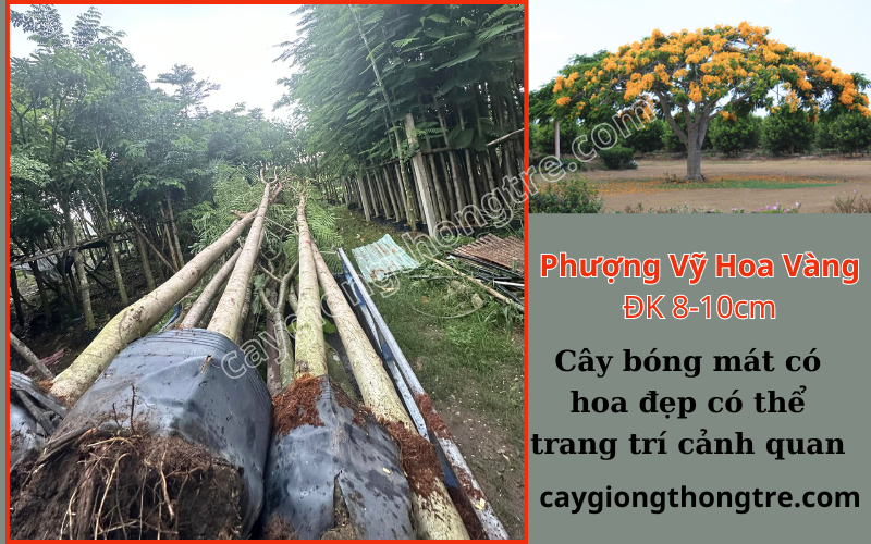 Mua bán cây phượng vỹ hoa vàng, cây phượng vàng,,Delonix regia var Flavida