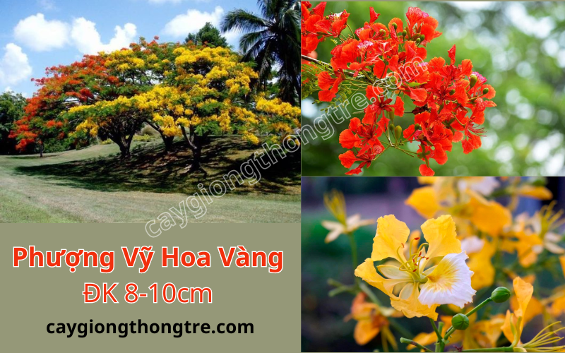 Mua bán cây phượng vỹ hoa vàng, cây phượng vàng,,Delonix regia var Flavida