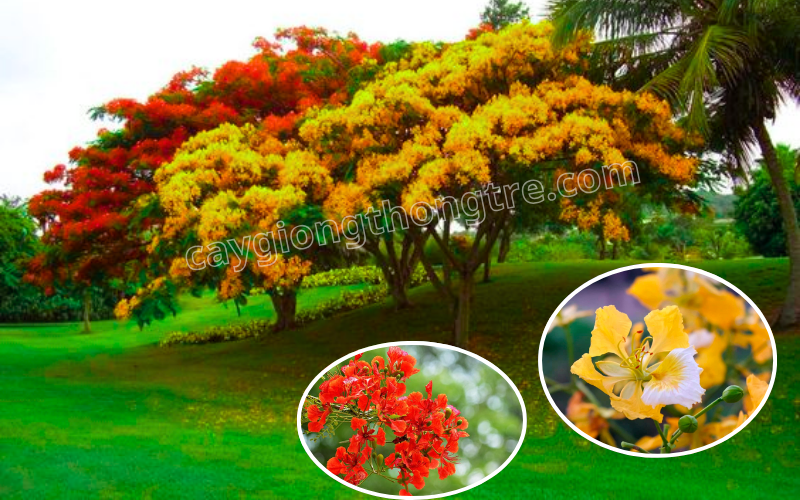 Mua bán cây phượng vỹ hoa vàng, cây phượng vàng,,Delonix regia var Flavida