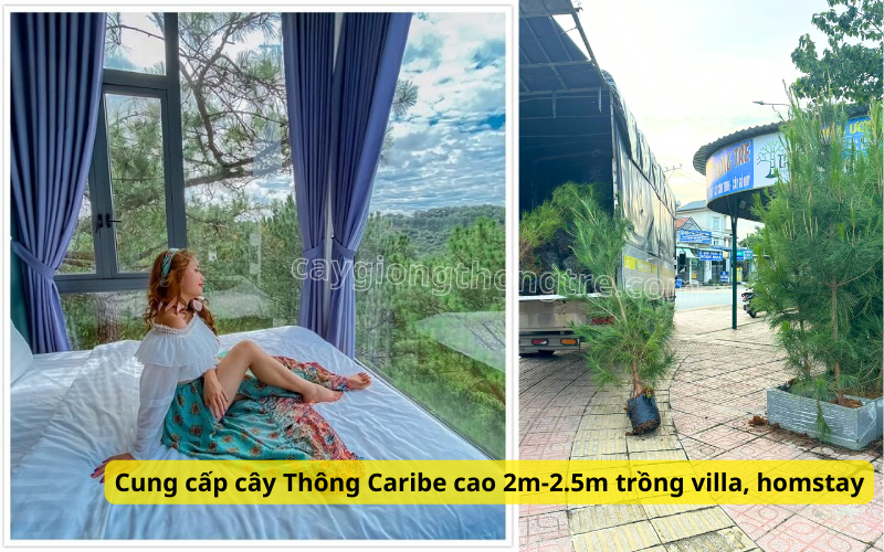 mua bán cây Thông caribe trồng cảnh quan villa, quán cà phê, homestay, khu du lịch nghỉ dưỡng, hồ bơi