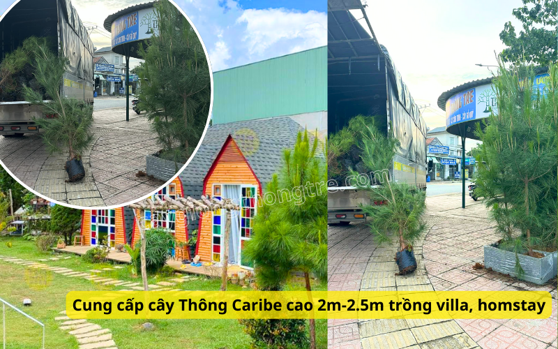 mua bán cây Thông caribe trồng cảnh quan villa, quán cà phê, homestay, khu du lịch nghỉ dưỡng, hồ bơi