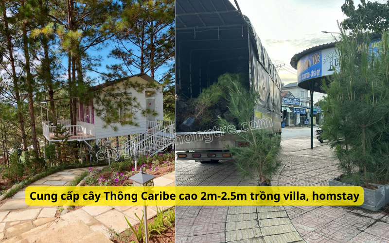 mua bán cây Thông caribe trồng cảnh quan villa, quán cà phê, homestay, khu du lịch nghỉ dưỡng, hồ bơi