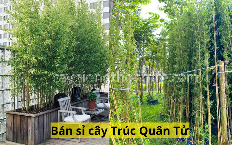 Công ty Thông Tre là một đơn vị chuyên cung cấp cây Trúc Quân Tử với số lượng lớn và giá sỉ, phù hợp cho các dự án cảnh quan, khu du lịch, resort, công viên, và các khu công nghiệp