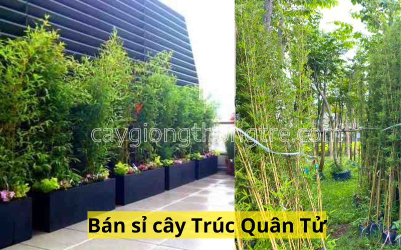 Công ty Thông Tre là một đơn vị chuyên cung cấp cây Trúc Quân Tử với số lượng lớn và giá sỉ, phù hợp cho các dự án cảnh quan, khu du lịch, resort, công viên, và các khu công nghiệp