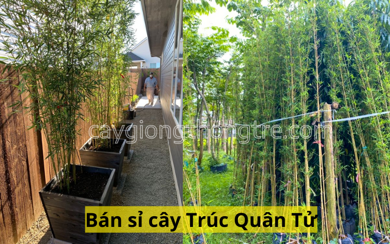 Công ty Thông Tre là một đơn vị chuyên cung cấp cây Trúc Quân Tử với số lượng lớn và giá sỉ, phù hợp cho các dự án cảnh quan, khu du lịch, resort, công viên, và các khu công nghiệp