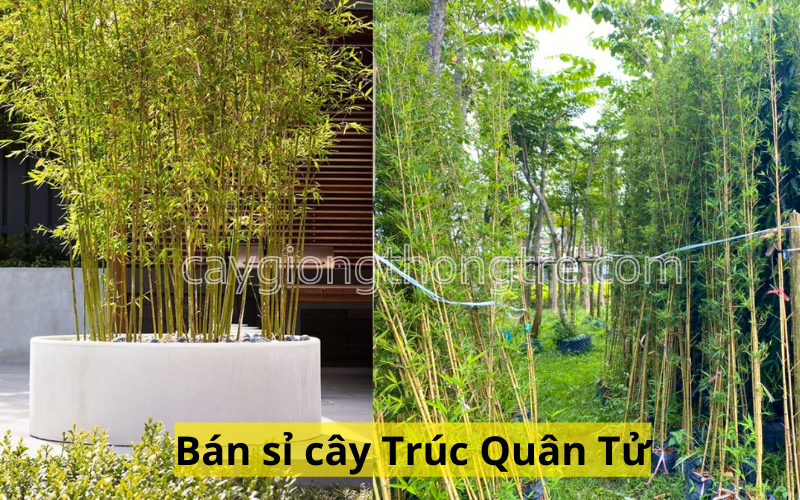 Công ty Thông Tre là một đơn vị chuyên cung cấp cây Trúc Quân Tử với số lượng lớn và giá sỉ, phù hợp cho các dự án cảnh quan, khu du lịch, resort, công viên, và các khu công nghiệp