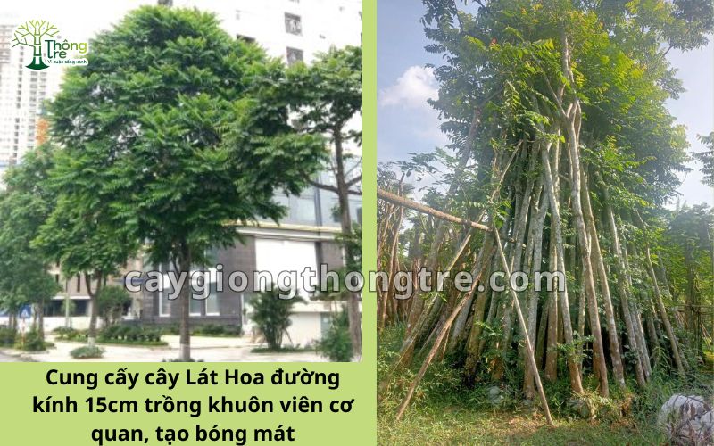 Cây lát hoa đường kính 10-15cm là lựa chọn tuyệt vời cho cảnh quan xanh và ngành gỗ nội thất. Không chỉ mang lại bóng mát, cải thiện môi trường, cây vẫn có giá trị kinh tế cao, phù hợp với nhiều mục đích sử dụng.