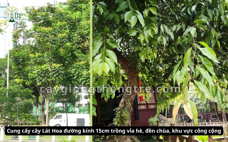 Cây lát hoa đường kính 10-15cm là lựa chọn tuyệt vời cho cảnh quan xanh và ngành gỗ nội thất. Không chỉ mang lại bóng mát, cải thiện môi trường, cây vẫn có giá trị kinh tế cao, phù hợp với nhiều mục đích sử dụng.