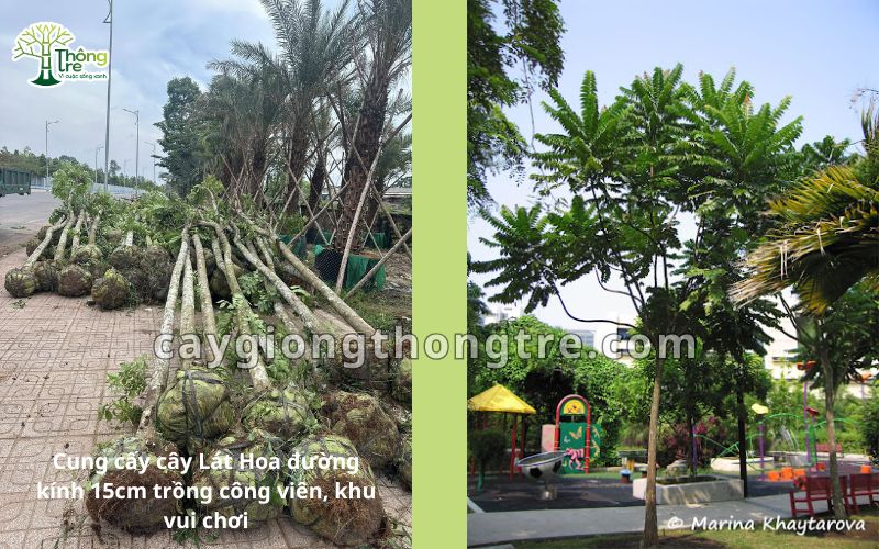 Cây lát hoa đường kính 10-15cm là lựa chọn tuyệt vời cho cảnh quan xanh và ngành gỗ nội thất. Không chỉ mang lại bóng mát, cải thiện môi trường, cây vẫn có giá trị kinh tế cao, phù hợp với nhiều mục đích sử dụng.