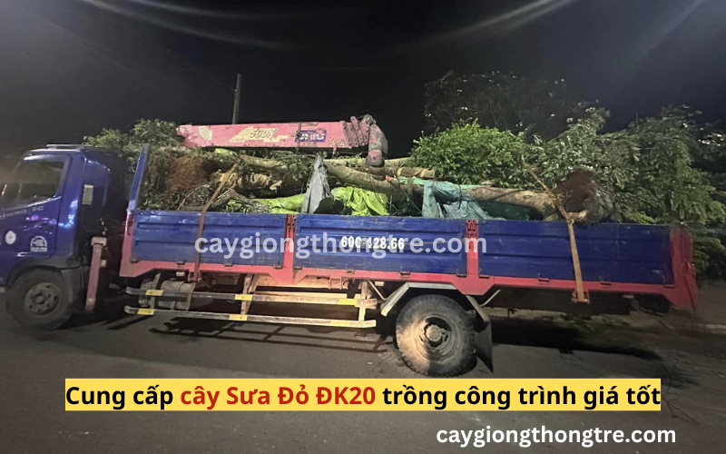 Bán cây sưa đỏ trồng cảnh quan