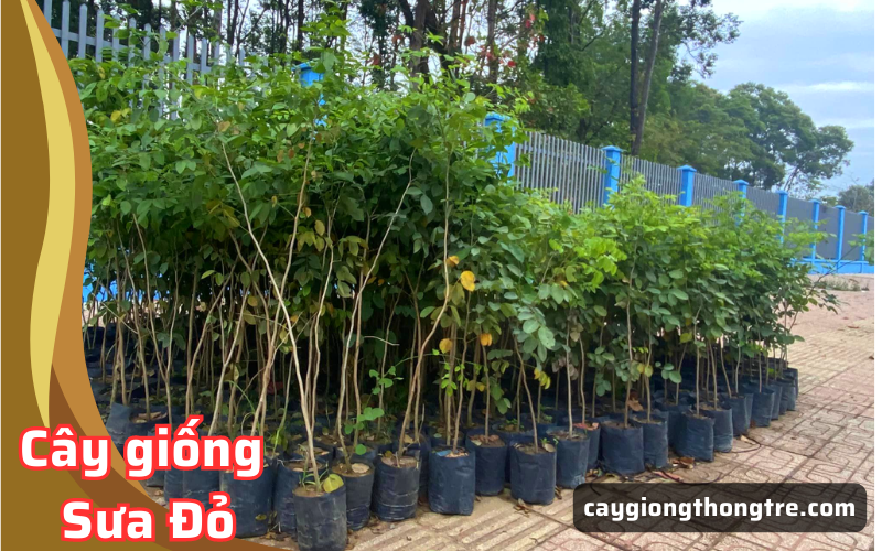 Bán cây giống sưa đỏ, trắc thối, huỳnh đàn tại Đồng Nai