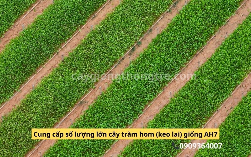 Cung Cấp Cây Giống Keo Lai, Tràm Hom AH7 Giá Sỉ