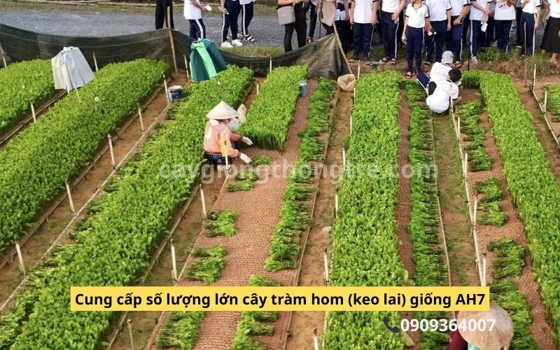 Cung Cấp Cây Giống Keo Lai, Tràm Hom AH7 Giá Sỉ