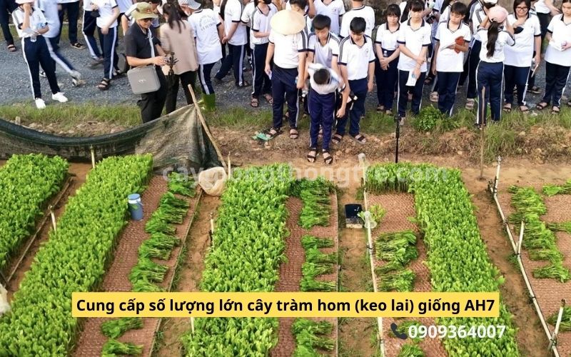 Cung Cấp Cây Giống Keo Lai, Tràm Hom AH7 Giá Sỉ