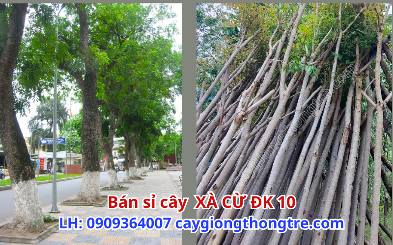 Cây xà cừ bóng mát đô thị