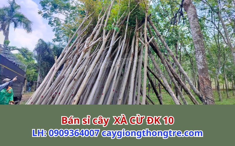 Cây xà cừ trồng bóng mát