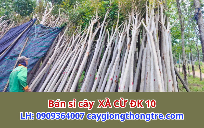 Bán cây xà cừ trồng đô thị