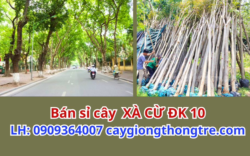 Bán cây xà cừ trồng đô thị