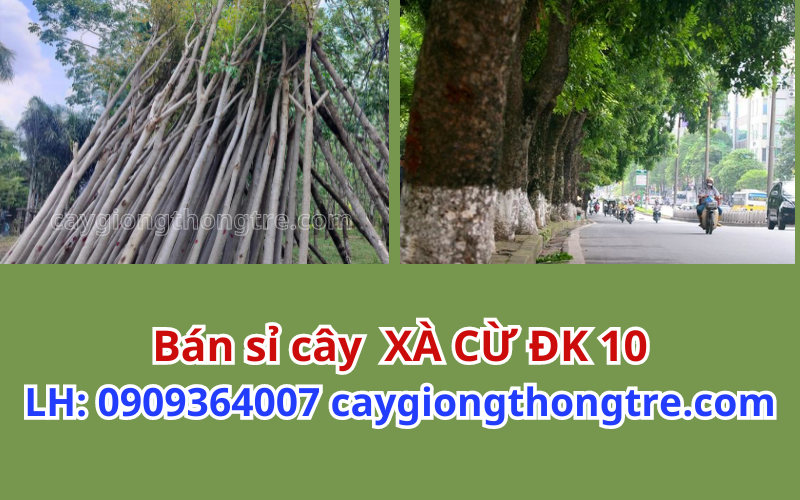 Cây xà cừ trồng đô thị