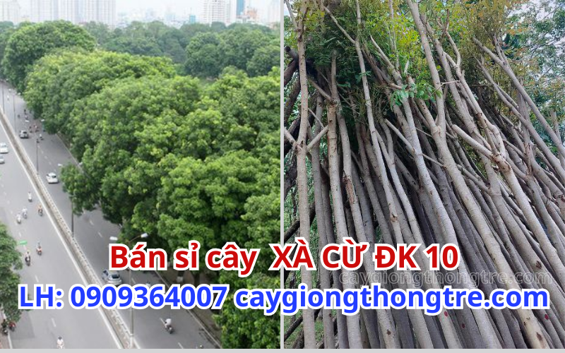 Bán cây xà cừ trồng đô thị