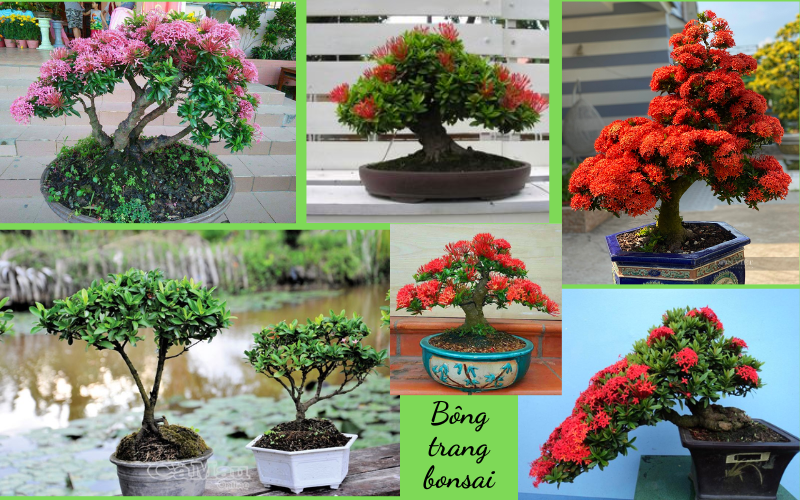 Cây bông trang bonsai