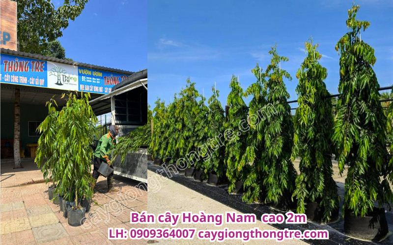 Bán sỉ cây hoàng nam cao 2m