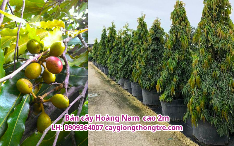 Bán sỉ cây hoàng nam cao 2m