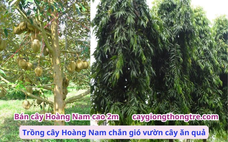 Bán sỉ cây hoàng nam cao 2m