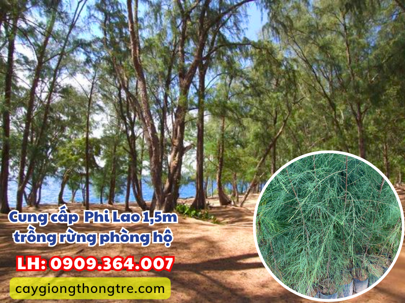 Bán cây Phi Lao 1,5m trồng cảnh quan, công trình, rừng phòng hộ
