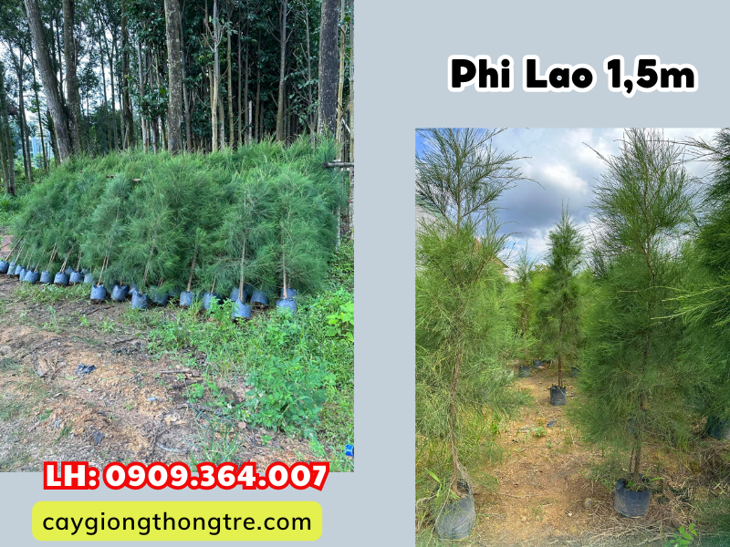 Bán cây Phi Lao 1,5m trồng cảnh quan, công trình, rừng phòng hộ