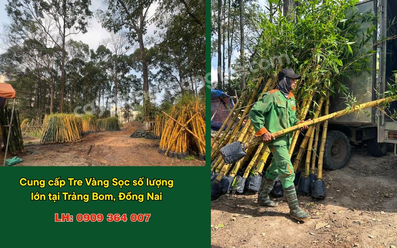 Cẩm Nang Mua Sỉ Cây Tre Vàng Số Lượng Lớn Không Thể Bỏ Qua
