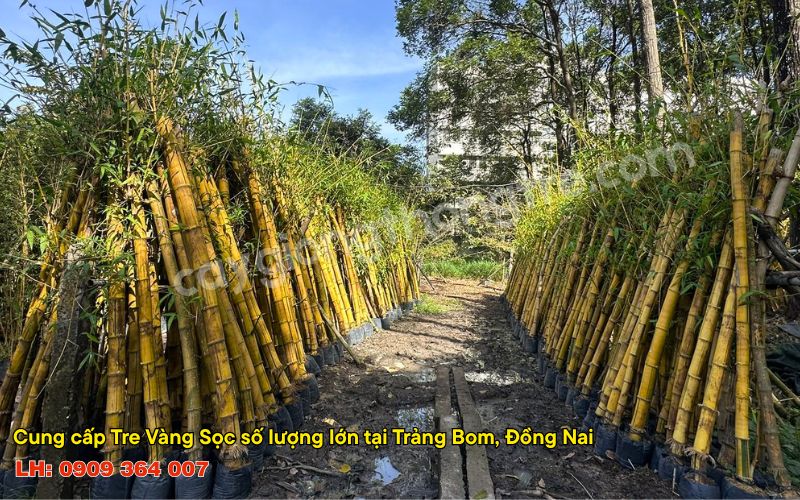 Cẩm Nang Mua Sỉ Cây Tre Vàng Số Lượng Lớn Không Thể Bỏ Qua