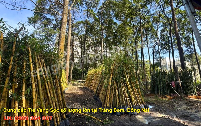 Cẩm Nang Mua Sỉ Cây Tre Vàng Số Lượng Lớn Không Thể Bỏ Qua