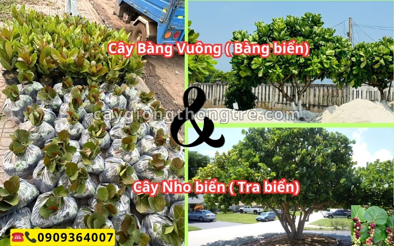Cung Cấp Cây Giống Bàng Vuông (Bàng Biển) Giá Sỉ | Thông Tre