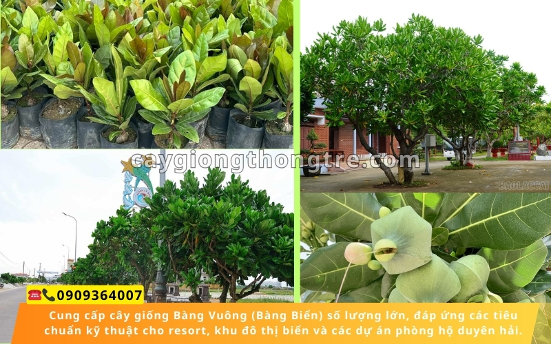 Cung Cấp Cây Giống Bàng Vuông (Bàng Biển) Giá Sỉ | Thông Tre