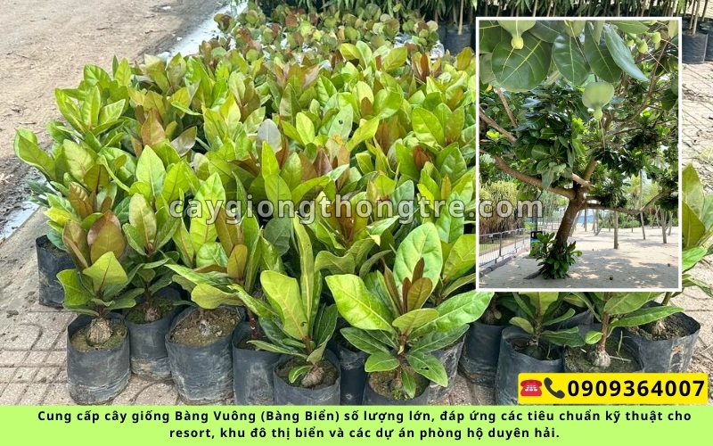 Cung Cấp Cây Giống Bàng Vuông (Bàng Biển) Giá Sỉ | Thông Tre