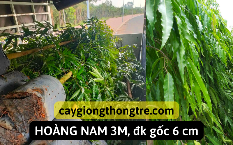 cung cấp cây giống hoàng nam