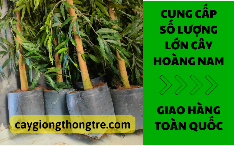 Công ty Thông Tre cung cấp số lượng lớn cây hoàng nam