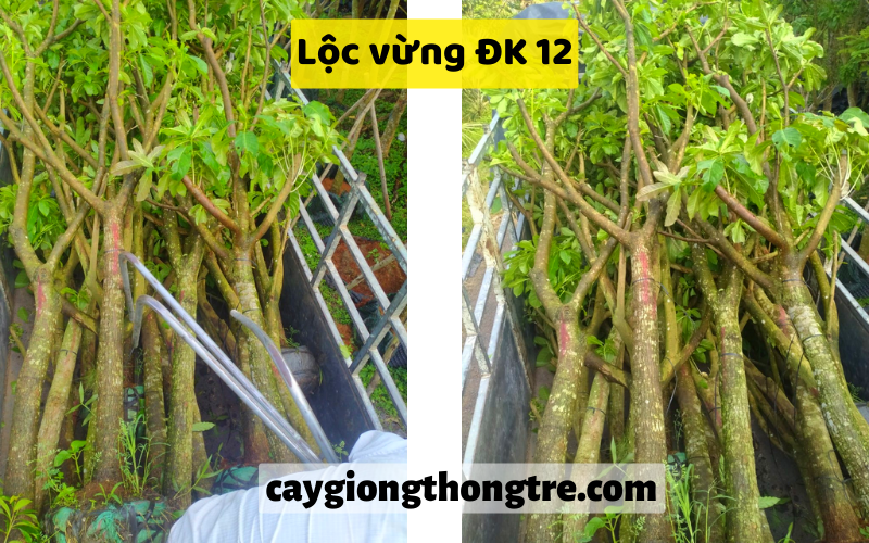 Cung cấp số lượng lớn cây lộc vừng