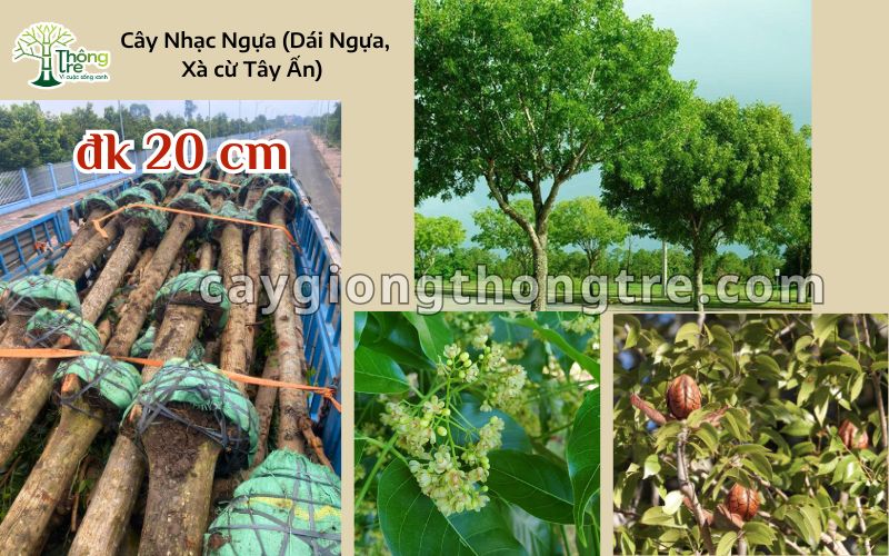 bán cây nhạc ngựa đường kính 20cm trồng công trình