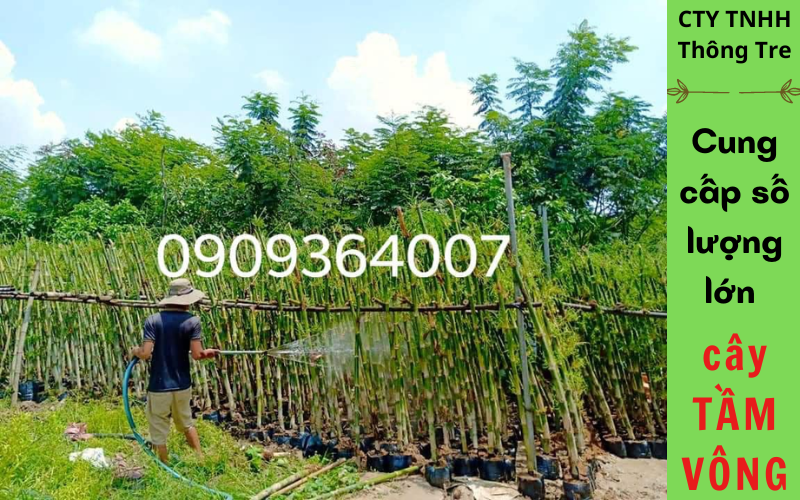 Cách trồng cây Tầm Vông
