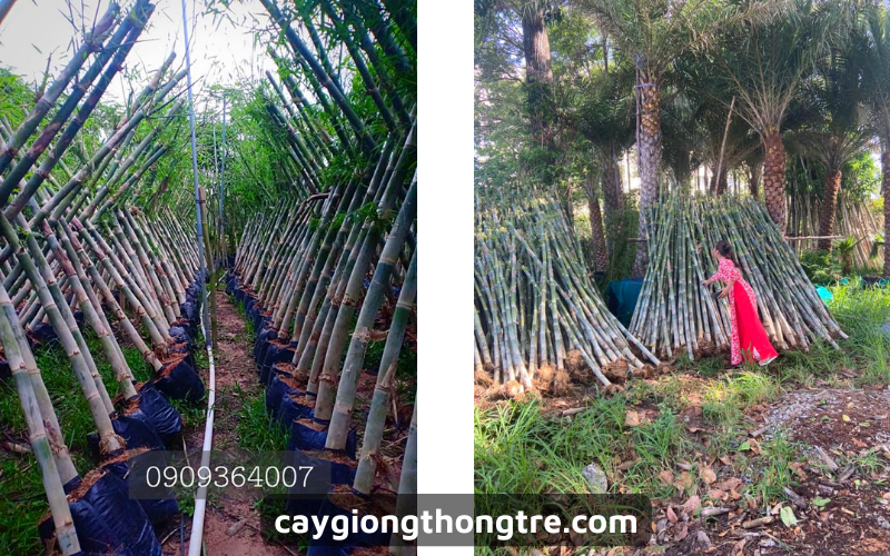 Cách trồng cây Tầm Vông