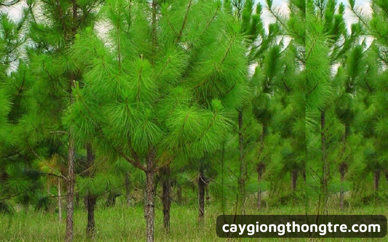 Cách trồng và chăm sóc cây Thông Caribe