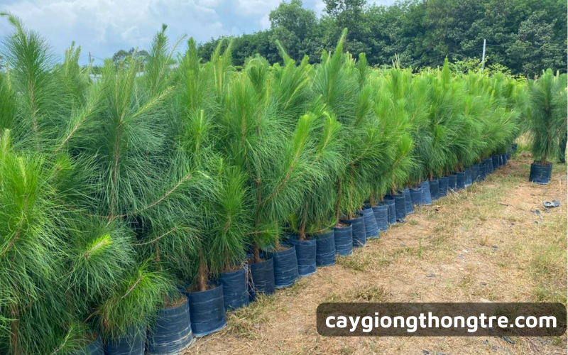 Cách trồng và chăm sóc cây Thông Caribe