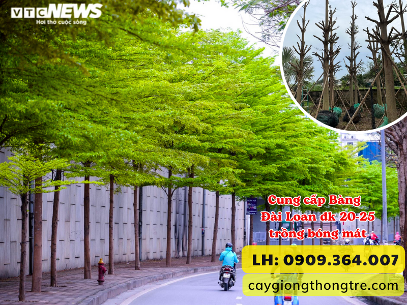 Bán cây Bàng Đài Loan (Bàng lá nhỏ) đk 20-25 trồng bóng mát